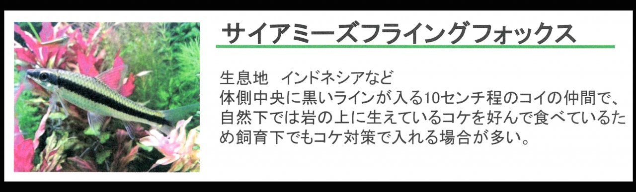 サイアミーズフライングフォックス